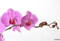 Fototapeta184 x 128  Orchid Phalaenopsis, 184 x 128 cm