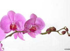 Fototapeta pltno 240 x 174, 15946659 - Orchid Phalaenopsis