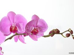 Samolepka flie 270 x 200  Orchid Phalaenopsis, 270 x 200 cm