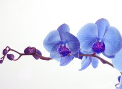 Samolepka flie 100 x 73, 15948951 - Blue orchid - Modr orchidej