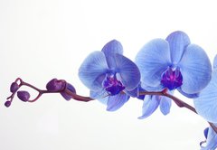 Fototapeta145 x 100  Blue orchid, 145 x 100 cm