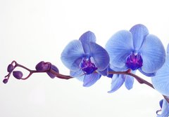 Fototapeta184 x 128  Blue orchid, 184 x 128 cm