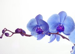 Fototapeta vliesov 200 x 144, 15948951 - Blue orchid