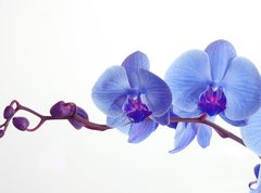 Samolepka flie 270 x 200, 15948951 - Blue orchid