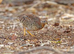 Samolepka flie 100 x 73, 161127191 - Yellow-legged Buttonquail Turnix tanki Male Cute Birds of Thailand - lut