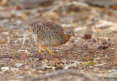 Samolepka flie 145 x 100, 161127191 - Yellow-legged Buttonquail Turnix tanki Male Cute Birds of Thailand - lut