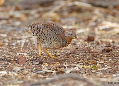 Fototapeta vliesov 200 x 144, 161127191 - Yellow-legged Buttonquail Turnix tanki Male Cute Birds of Thailand - lut