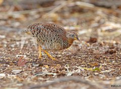 Samolepka flie 270 x 200, 161127191 - Yellow-legged Buttonquail Turnix tanki Male Cute Birds of Thailand - lut