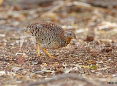 Fototapeta330 x 244  Yellow legged Buttonquail Turnix tanki Male Cute Birds of Thailand, 330 x 244 cm