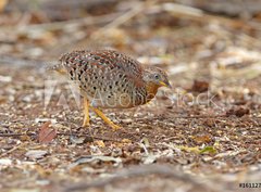 Fototapeta papr 360 x 266, 161127191 - Yellow-legged Buttonquail Turnix tanki Male Cute Birds of Thailand - lut