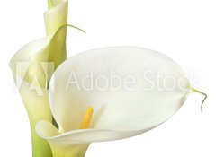 Samolepka flie 100 x 73, 16158957 - White Calla Lilies - Bl Calla Lilies