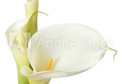 Samolepka flie 145 x 100, 16158957 - White Calla Lilies - Bl Calla Lilies