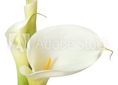 Fototapeta papr 160 x 116, 16158957 - White Calla Lilies