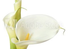 Fototapeta pltno 160 x 116, 16158957 - White Calla Lilies - Bl Calla Lilies