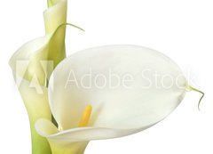 Samolepka flie 200 x 144, 16158957 - White Calla Lilies