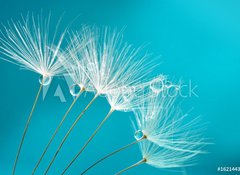 Samolepka flie 100 x 73  Seeds of dandelion flowers with water drops on a blue and turquoise background macro., 100 x 73 cm