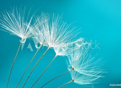 Fototapeta vliesov 100 x 73, 162144346 - Seeds of dandelion flowers with water drops on a blue and turquoise background macro.