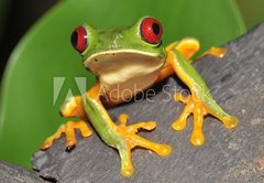 Samolepka flie 145 x 100, 16286754 - red eyed green tree frog curiously looking at camera - erven oi zelen strom ba zvdav dval se na kameru