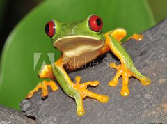 Samolepka flie 270 x 200, 16286754 - red eyed green tree frog curiously looking at camera - erven oi zelen strom ba zvdav dval se na kameru