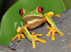 Fototapeta pltno 330 x 244, 16286754 - red eyed green tree frog curiously looking at camera