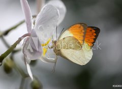 Samolepka flie 100 x 73, 16301580 - Anthocharis cardamin (Orange Tip) on a orchid 10 - Anthocharis cardamin (oranov tip) na orchidej 10