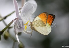 Fototapeta174 x 120  Anthocharis cardamin (Orange Tip) on a orchid 10, 174 x 120 cm