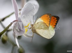 Fototapeta vliesov 270 x 200, 16301580 - Anthocharis cardamin (Orange Tip) on a orchid 10