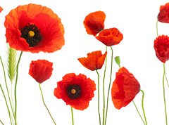 Samolepka flie 270 x 200  red poppies over white background  floral design element, 270 x 200 cm