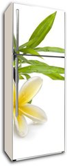 Samolepka na lednici flie 80 x 200, 16426484 - Spa still life