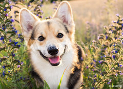 Samolepka flie 100 x 73, 164383181 - Happy and active purebred Welsh Corgi dog outdoors in the flowers on a sunny summer day.