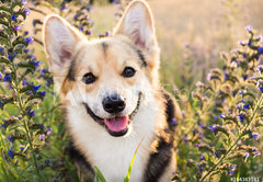 Samolepka flie 145 x 100, 164383181 - Happy and active purebred Welsh Corgi dog outdoors in the flowers on a sunny summer day.