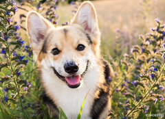 Fototapeta papr 160 x 116, 164383181 - Happy and active purebred Welsh Corgi dog outdoors in the flowers on a sunny summer day.