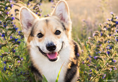 Fototapeta papr 184 x 128, 164383181 - Happy and active purebred Welsh Corgi dog outdoors in the flowers on a sunny summer day.