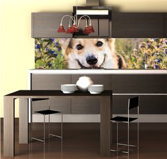 Fototapeta do kuchyn flie 260 x 60, 164383181 - Happy and active purebred Welsh Corgi dog outdoors in the flowers on a sunny summer day.