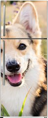 Samolepka na lednici flie 80 x 200, 164383181 - Happy and active purebred Welsh Corgi dog outdoors in the flowers on a sunny summer day.