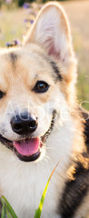 Samolepka na dvee flie 90 x 220, 164383181 - Happy and active purebred Welsh Corgi dog outdoors in the flowers on a sunny summer day.