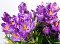 Samolepka flie 100 x 73, 16489898 - crocus flower - krokus kvtina