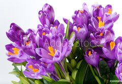 Samolepka flie 145 x 100, 16489898 - crocus flower