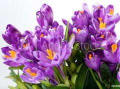 Fototapeta360 x 266  crocus flower, 360 x 266 cm