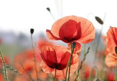 Fototapeta papr 184 x 128, 16525466 - mohnblumen - vl mky