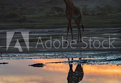 Samolepka flie 145 x 100, 165634346 - animal - zve