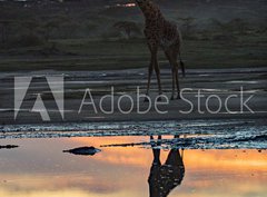 Fototapeta pltno 330 x 244, 165634346 - animal