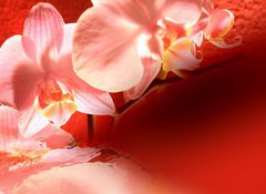 Fototapeta100 x 73  Orchid red background, 100 x 73 cm