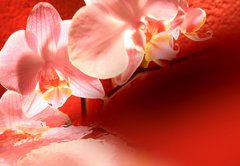 Samolepka flie 145 x 100, 16571895 - Orchid red background