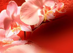 Fototapeta papr 160 x 116, 16571895 - Orchid red background