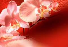 Fototapeta papr 184 x 128, 16571895 - Orchid red background - Orchidov erven pozad