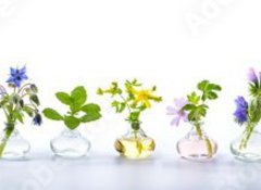 Samolepka flie 100 x 73, 166862791 - Herbs for alternative medicine, natural cosmetics and kitchen
