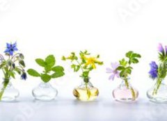 Fototapeta plátno 160 x 116, 166862791 - Herbs for alternative medicine, natural cosmetics and kitchen - Byliny pro alternativní medicínu, přírodní kosmetiku a kuchyň