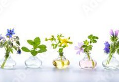 Fototapeta pltno 174 x 120, 166862791 - Herbs for alternative medicine, natural cosmetics and kitchen