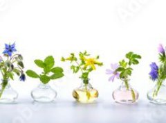 Fototapeta pltno 330 x 244, 166862791 - Herbs for alternative medicine, natural cosmetics and kitchen